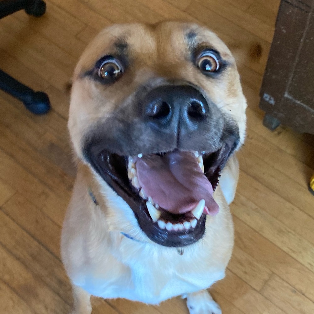 Meet your Posher, Nola